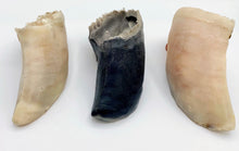 Load image into Gallery viewer, Three raw cow hooves dog chews for dogs, visible against a white background