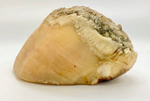 Load image into Gallery viewer, Cow hoof dog chew stuffed with raw green tripe, shown against white background