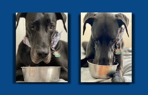 Sirius raw dog food cheap