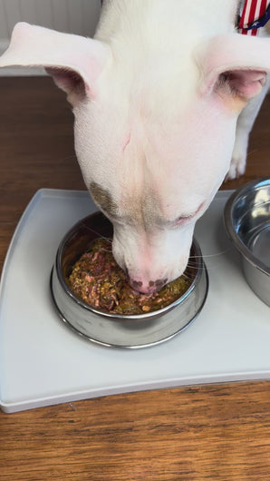 Dog happily eating Carolina Wild Raw Dog Food