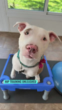 Load and play video in Gallery viewer, Video showing dog doing hip rehabilitation exercises &amp; eating tripe with trachea afterward for recovery
